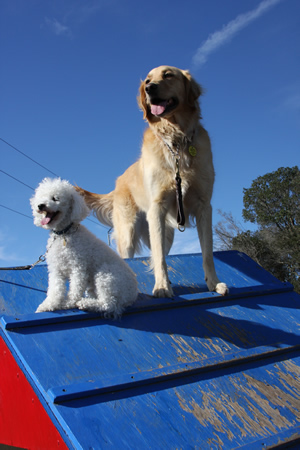 agility3