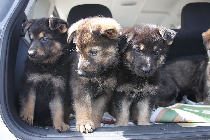 3girls