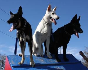agility4