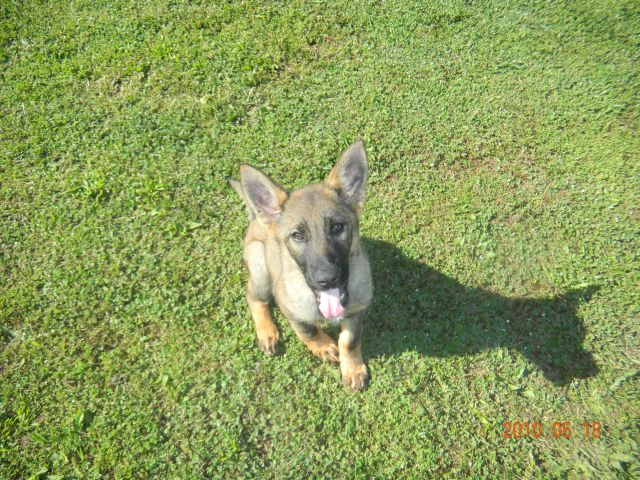 puppy2