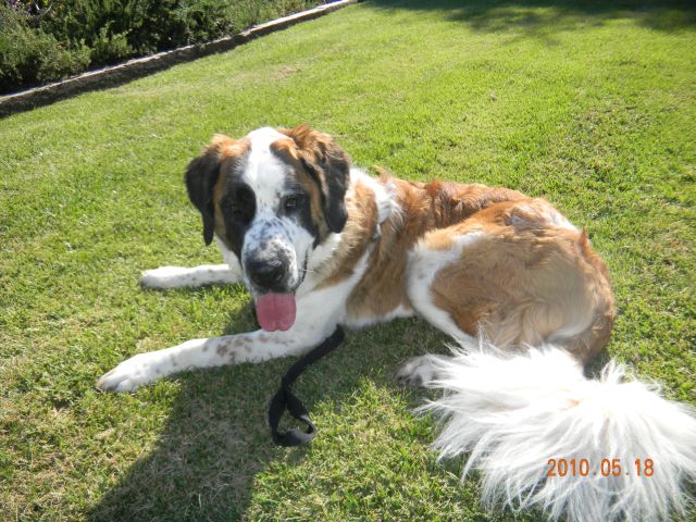 st bernard2