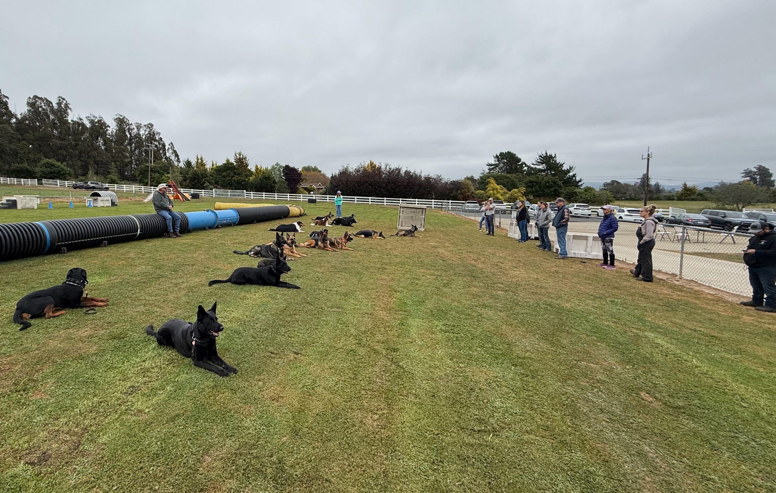 Private Programs at The K-9 Clinic